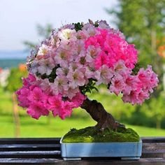 Creative Farmer Bonsai Suitable Seeds Lagerstroemia Munchausia Imported Bonsai Suitable Seeds (B06Y2FHXTX) Amazon Price History, Amazon Price Tracker