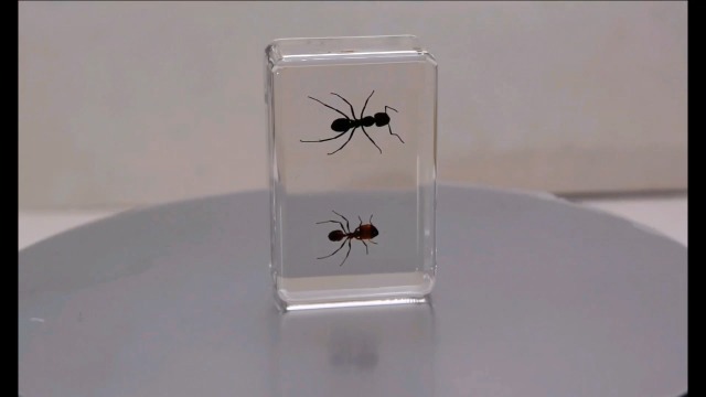 Image of 44mm Real Weaver Ant & Red Giant Ant Pair in Crystal Clear Lucite Resin Specimen Preserved Insect Taxidermy Crafts Collection for Biology Science Education Desk Ornament Display Supplies