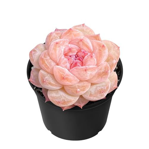 Sprout N Green Echeveria ICY Laui Sugar Heart Rare Live Succulent Fully Rooted in 2 Pot with Soil Home Office Indoor Outdoor Wedding Decor DIY Projects Party Favor Easy to Care Pet Friendly