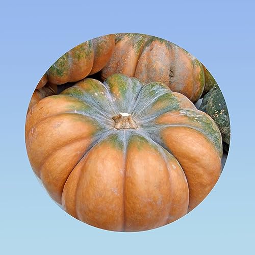 Planète graines - graines de courge musquée de provence sachet de 3 grammes environ 30 graines