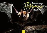 Edition Seidel Calendario premium murciélagos cazador de la noche 2026, formato DIN A3, calendario de pared, calendario de animales, murciélagos mamíferos