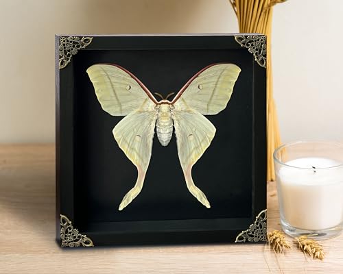vinatimes Real Framed Luna Moth Black Handmade Wooden Shadow Box Dried Bug Unique Entomology Specimen Oddities Taxidermy Tabletop Wall Hanging Decoration Artwork Living Reading Gallery K22-33-DE - Image 2