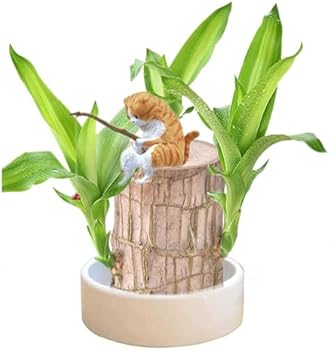 Nvmti Brazilian Wood Plant, Brazilian Lucky Wood Plant, Mini