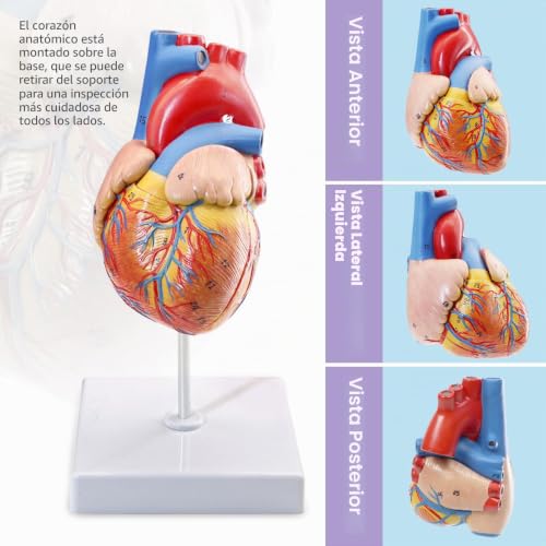 Modelo de corazón humano para anatomía con estructura desmontable de 2 piezas para clases médicas 5