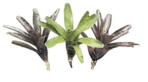 Allterra Bromelien 3er Mix Zimmerpflanzen Set