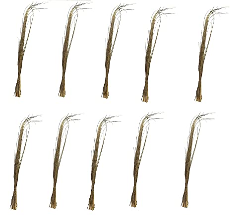 Sambhav Online Store natural Darbha Grass or Kusha dry grass for puja karma hawan yagyan/pooja home temple 12inch long (10 bundles pack)