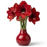 Red Waxed Amaryllis Bulb, 14" Tall, No Watering Needed