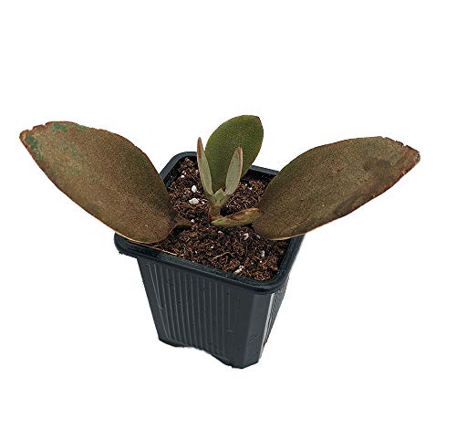 Copper Spoons Succulent - Kalanchoe Orgyalis - Easy To Grow - 2" Pot - Trending #TOP1