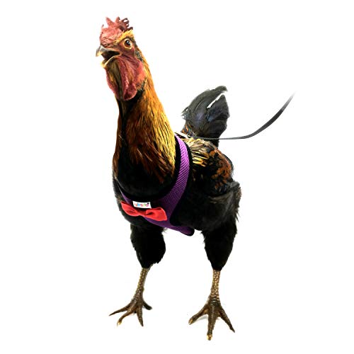 Yesito Chicken Harness Hen Size With 6-Foot Matching Belt, Comfortable, Breathable, Small Size, Suitable For Chicken, Duck Or Goose Suitable For Weight About 2.3-3.8Pounds, Orange (Small, Dark Purple) #TOP6
