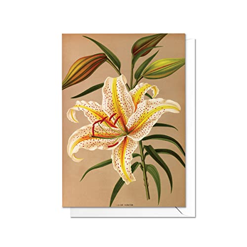 Tarjetas de felicitación botánicas antiguas - Estilo vintage familiar para todas las ocasiones con sobres (Mountain Lily) Cover
