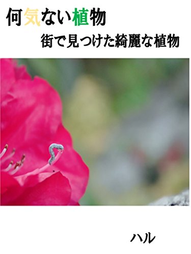 何気ない植物‐街で見つけた綺麗な植物‐