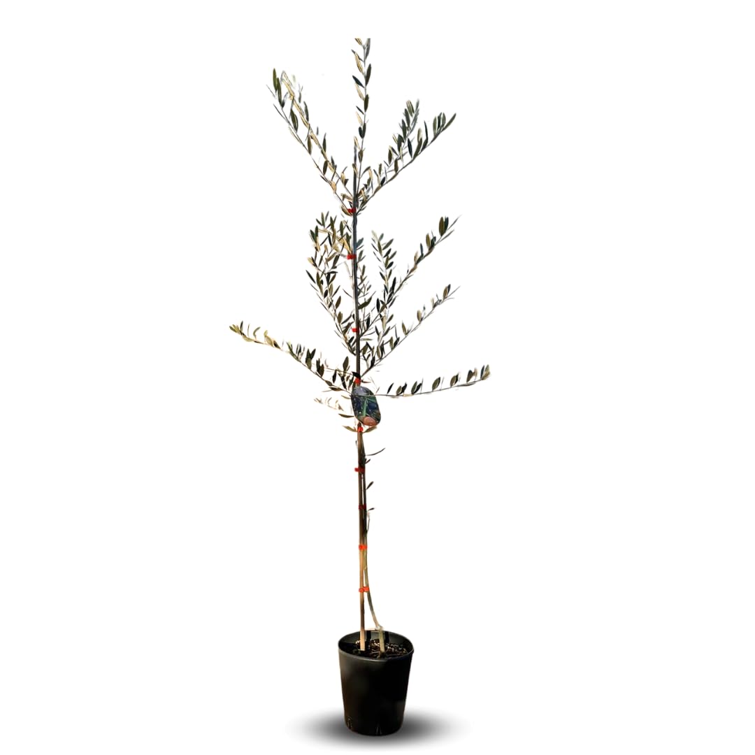 gold plant stand 42.5 Tall Metal Plant Stand 3 Tier Modern Corner Ladder Planter in Gol –  Morgan Rey
