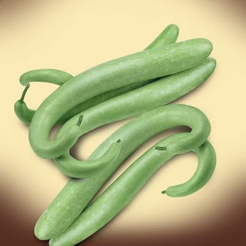 Semi Zucca serpente di Sicilia