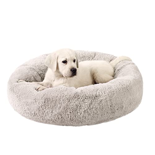 Best Memory Foam Cat Bed A Comprehensive Guide