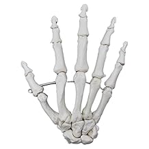 Hand Bone Model, Articulated - Right - Anatomically Accurate Human Bone Replica - hBARSCI