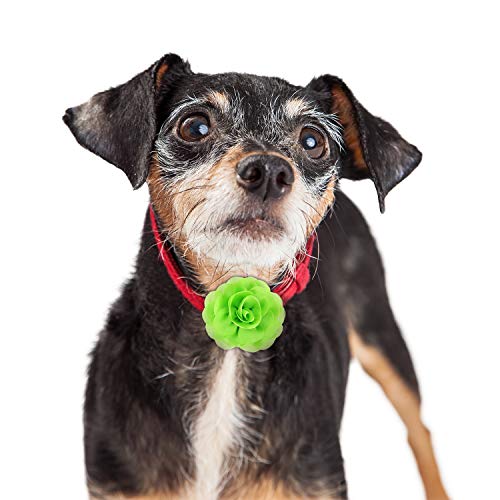 Willbond 36 Pieces Dog Collar Bows Flower Dog Collar Accessory Pet Bow Tie Flower Collars Multicolored Pet Charms Flowers For Cat Puppy Collar Grooming Accessories, 36 Colors #TOP6