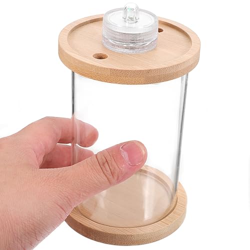 Aquarium poisson Betta compact en verre : la solution déco petit espace