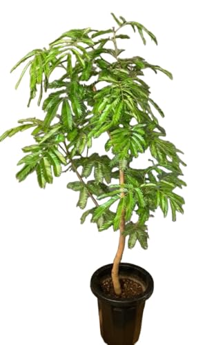 観葉植物 8号 エバーフレッシュ」の人気商品一覧 | 安い商品を通販