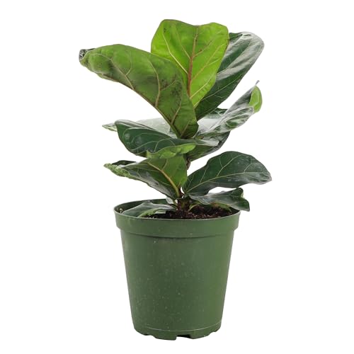 Thorsen's Greenhouse Ficus Lyrata, Fiddle Leaf Fig Plant, Rare, Live