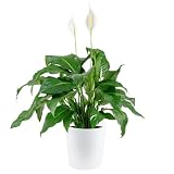 Costa Farms Peace Lily Live Plant in Decorative Pot, Air Purifying Flowering Large Indoor Houseplant, Perfect for Home, Room, or Office Decor, Great House Warming or Birthday Gift, 2-3 Feet Tall
