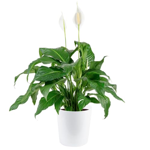 Costa Farms Peace Lily Live Plant in Decorative Pot, Air Purifying Flowering Large Indoor Houseplant, Perfect for Home, Room, or Office Decor, Great House Warming or Birthday Gift, 2-3 Feet Tall