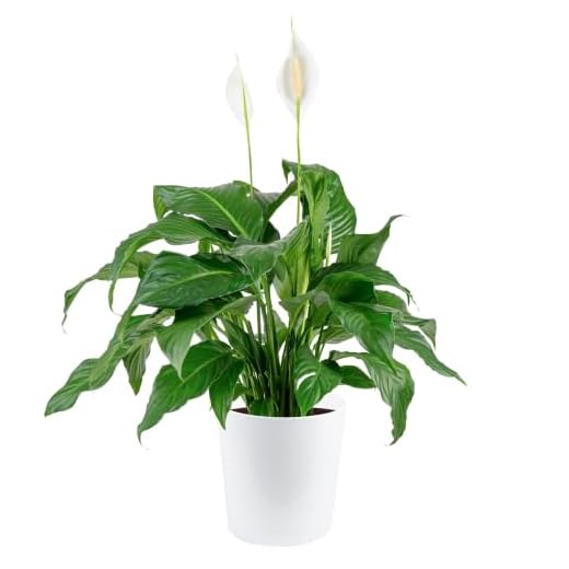 Live Costa Farms Peace Lily Indoor Plant