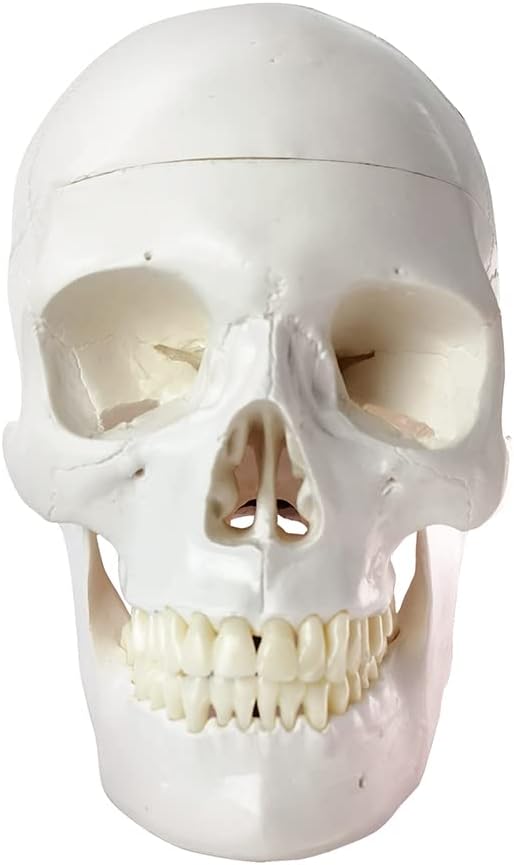 HADWYN 2026 New Human Skull Model, Life Size Medical Anatomy Anatomical Adult Model with Removable Skull Cap and Articulated Mandible, Full Set of Teeth