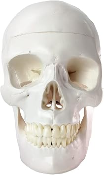 HADWYN 2026 New Human Skull Model, Life Size Medical Anatomy Anatomical Adult Model with Removable Skull Cap and Articulated Mandible, Full Set of Teeth