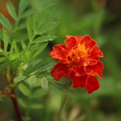 semillas de caléndula semillas de cortadas caléndula resistentes para jardín para lugares soleados decorativas resistentes para balcón 60pcs