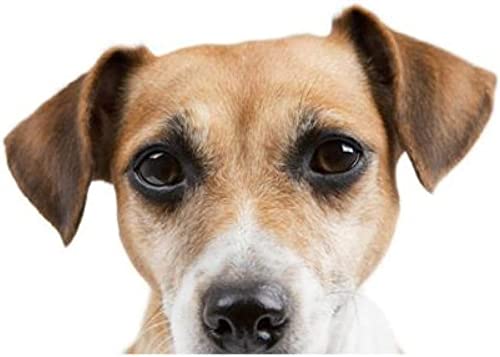 MFKTO Car Sticker 20Cm(7.87 Inches) D Funny Dog Jack Russell Terrier Car Sticker Decal Decor Motorcycle Off Road Laptop Trunk Guitar PVC Vinyl Stickers（D1N9265N）（3Pcs）