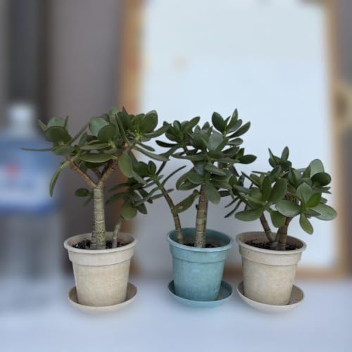 金のなる木　成金草　マネーツリー　塊根植物 テラコッタ鉢 約40cm 金のなる木 成金草 マネーツリー 塊根植物 テラコッタ鉢 約40cm Amazon