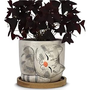 Window Garden KitPot-Oreo Katzen-Pflanzgefäß