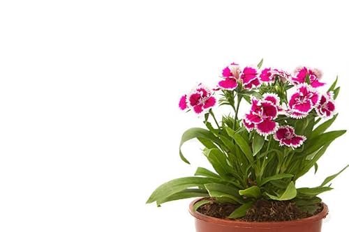 Clavellina Natural de Exterior Planta Perenne - Dianthus Chinensis