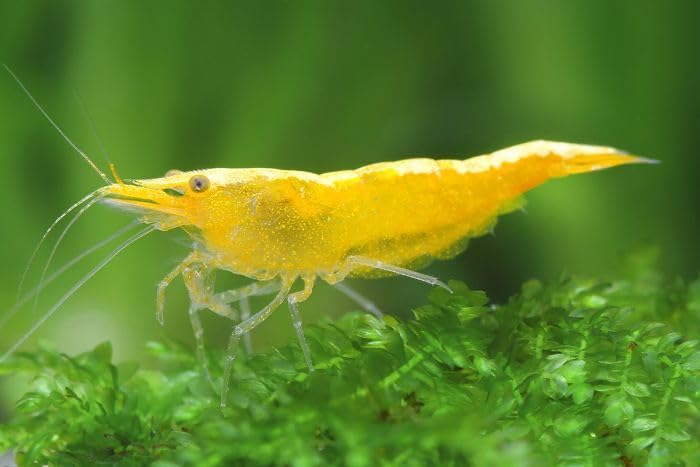 10x Live Fire/Neon Yellow Cherry Shrimp, Neocaridina Heteropoda, Freshwater Aquarium. High grade 1.5cm