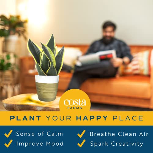 Costa Farms Snake Plant, Easy Care Live Indoor Plant In Décor Planter, Beautiful Clean Air Purifying Houseplant, Boho Home And Room Décor, Housewarming Gift, 8-Inches Tall #TOP4