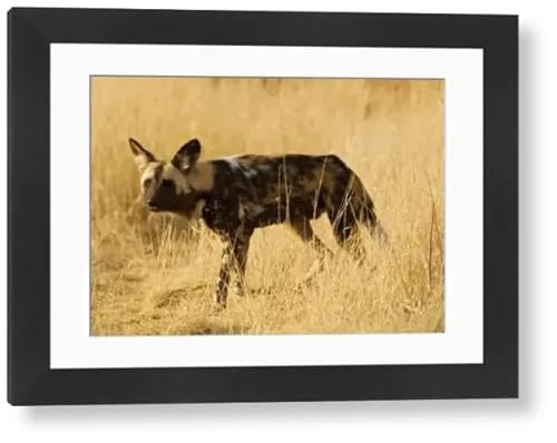 Are african wild dogs friendly to humans