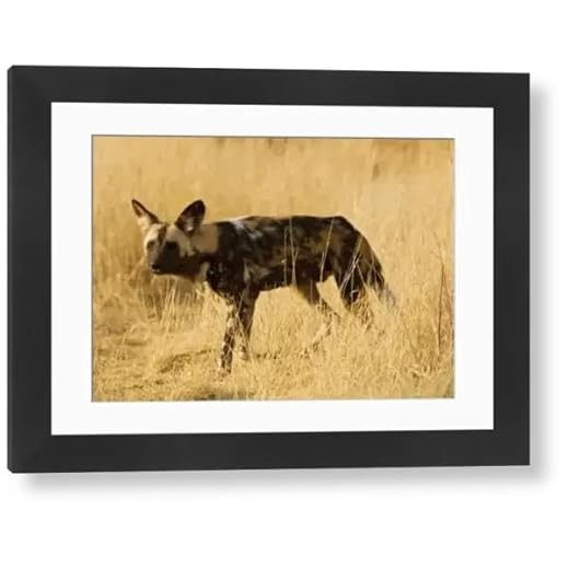 Framed African Wild Dog Photo Art Print