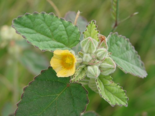 Asklepios-seeds® 5 Kg Seeds of SIDA cordifolia, ilima, Flannel Weed, bala, Country Mallow or Heart-Leaf SIDA