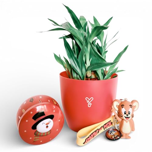 Image of Lucky Bamboo Live Indoor Plant - with Premium Glass /Acrylic Vase and White Rive | Low Maintenance Feng Shui & Vastu Good Luck Plant for Home and Office Decor (Retuen gift)