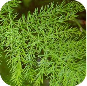 shatavari -Asparagus racemosus, Green-image-19