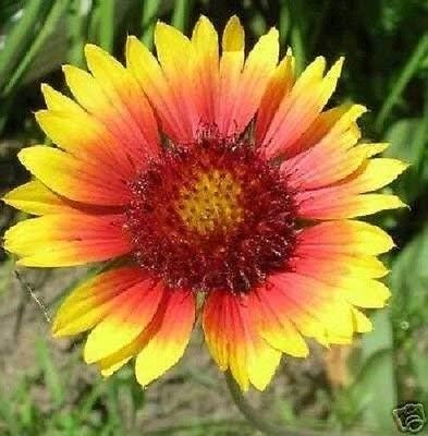 30 + Semi Torchlight Gaillardia Aristata/perenne Fiore