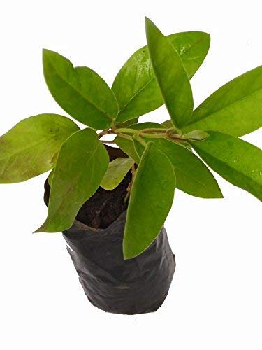 Bharat Herbs Care®, Damvel, Tylophora Indica, Medicinal Ayurvedic Herb Plant(Creeper Plant) (B07HD818R5) Amazon Price History, Amazon Price Tracker