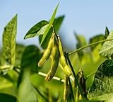 30 Stück frische Sojabohnen-Gemüsesamen