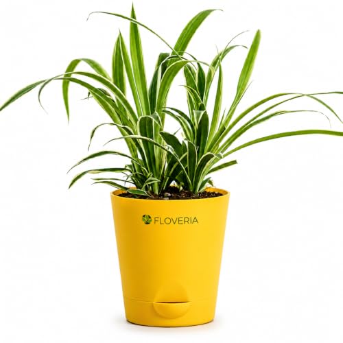 Image of Spider Plant Live with Pot | Air Purifying Indoor Live Plant for Home & Office | Easy Care | Decorative Indoor Plant for Living Room, Bedroom & Balcony