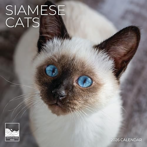 2026 Wall Calendar | 12" x 24" Open | Kitten