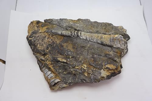 Image of Natural Orthoceras Fossil Plate from Devonian Period Fossil from Morocco A312