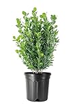 Green Mountain Boxwood | 3 Live Gallon Size Plants | Elegant Pyramid-Shaped Evergreen, Ideal for Topiary & Landscaping, Cold-Hardy & Drought-Tolerant