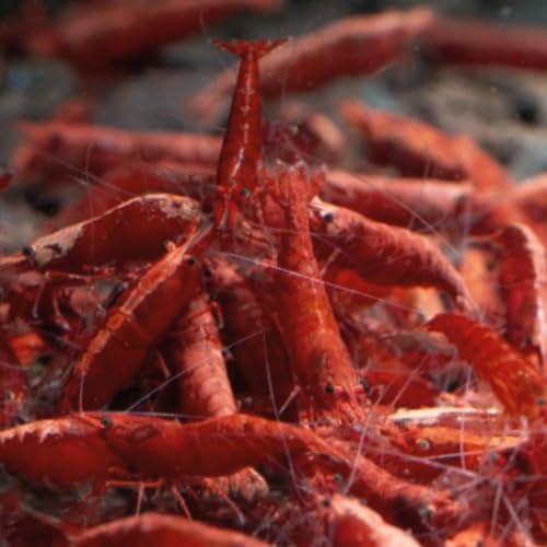 Image of Swimming Creatures 40 Mixed Color Neocaridina Shrimp (Neocaridina davidi) - Choose Mixed or Premium Grade - Live Freshwater Aquarium Shrimp (40 Premium Mixed)