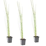 teichpflanzen set winterhart Equisetum Japonicum ist auch als Japanischer Schachtelhalm bekannt und ist eine Wasserpflanze, die sich bevorzugt in einem Teich oder an einem Ufer aufhält. Die Schilf- oder Bambusform verleiht Ihrem Garten eine einzigartige Atmosphäre.