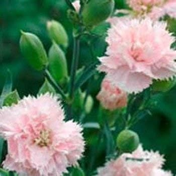 Amazon Co Jp Chabaudラ フランス香りカーネーションip111の100種 ナデシコcaryophyllus Diy 工具 ガーデン Amazon Co Jp Chabaudラ フランス香りカーネーションip111の100種 ナデシコcaryophyllus Diy 工具 ガーデン